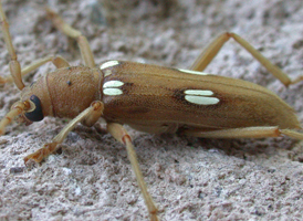 Ivory-marked Longhorn